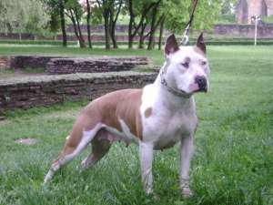 donez in coproprietate caine de paza rasa amstaff