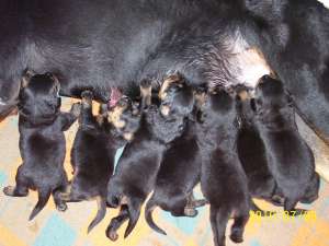 VIND PUI ROTTWEILER