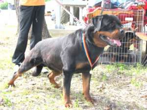 VIND PUI ROTTWEILER