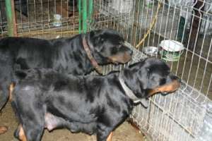 vand rottweiler