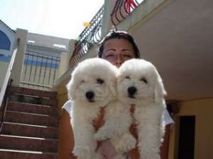BICHON FRESE