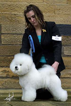 BICHON FRESE