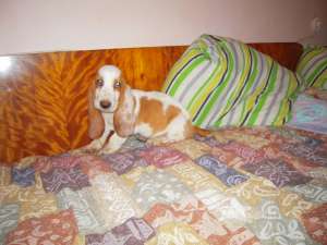 vand baietel basset hound