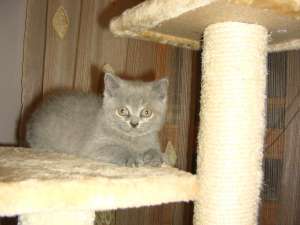 Vand pui british Shorthair Blue