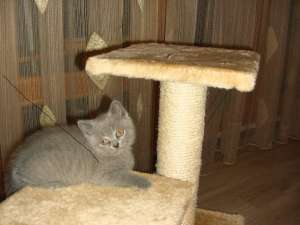 Vand pui british Shorthair Blue