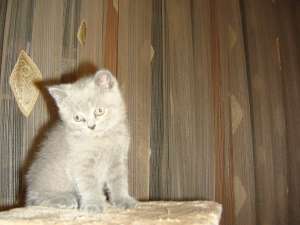 Vand pui british Shorthair Blue