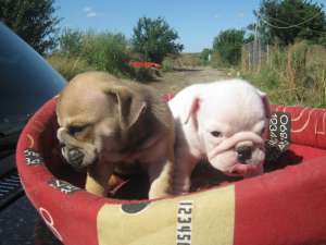 vand catei bulldog englez