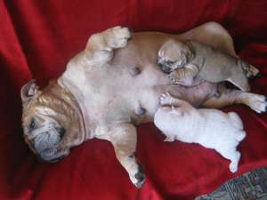 vand catei bulldog englez