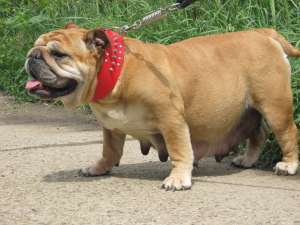 vand catei bulldog englez