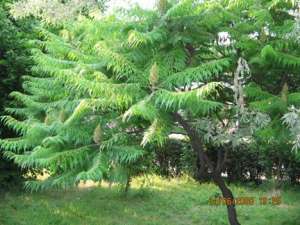 Vand  otetar rosu (rhus)