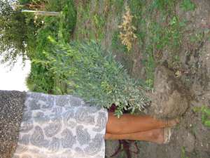 Vand cimisir ( buxus sau merisor)