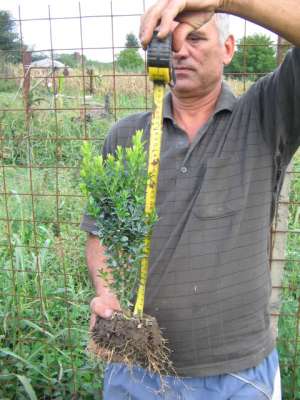 Vand buxus sempevirens (cimisir sau merisor)