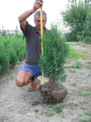 Vand  tuia(thuja)  occidentalis   columnaris