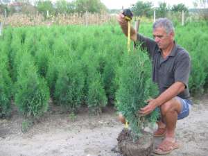 Vand  tuia(thuja)  occidentalis   columnaris