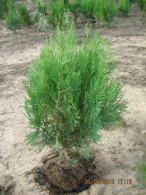 Vand  tuia(thuja)  orientalis  pentru  garduri  vii