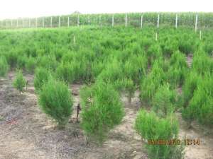 Vand  tuia(thuja)  orientalis  pentru  garduri  vii