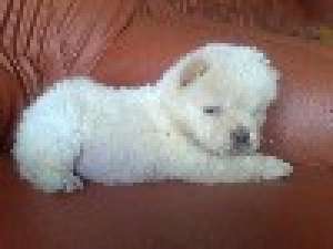 CHOW CHOW ALB-SUPEROFERTA-199 E