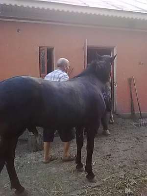 vand manz rasa lipitean