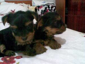 pui yorkshire terrie toy