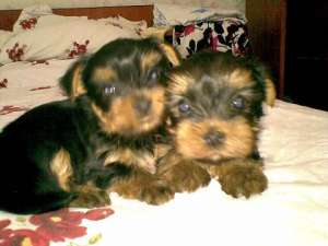 pui yorkshire terrie toy