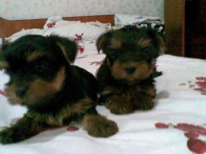 pui yorkshire terrie toy
