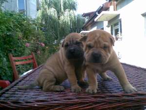 pui shar pei