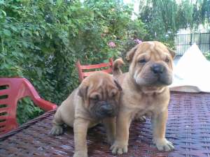 pui shar pei