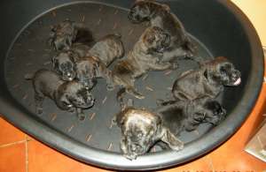 Cane corso Pui de vanzare