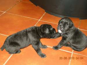 Cane corso Pui de vanzare