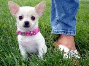 Chihuahua să dea afară