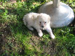 VAND PUI CANICHE