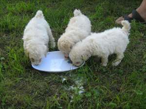 VAND PUI CANICHE