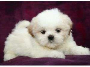 frumos Shih Tzu pui disponibile