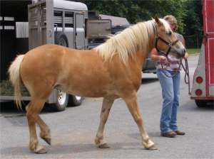 frumos cai disponibile haflinger