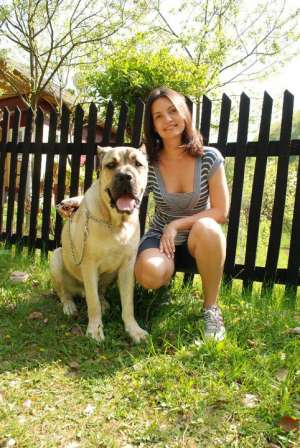 Ofer monta masul Cane Corso