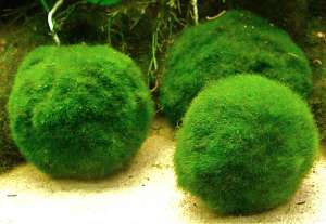 PLANTE &PESTI EXOTICI ,    ACVARI,    HRANA