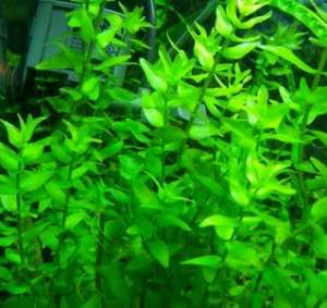 PLANTE &PESTI EXOTICI ,    ACVARI,    HRANA