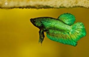 PLANTE &PESTI EXOTICI ,    ACVARI,    HRANA