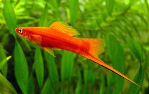 PLANTE &PESTI EXOTICI ,    ACVARI,    HRANA