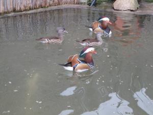 VAND RATE MANDARINE CAROLINE, LEBEDE , COCORI FAZANI PAUNI ETC