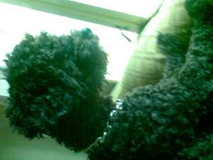 Poodle DE VANZARE