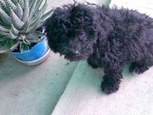 Poodle DE VANZARE