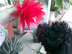 Poodle DE VANZARE
