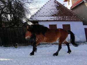 VAND o IAPA si doi ARMASARI
