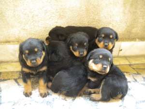Pui Rottweiler rasa pura