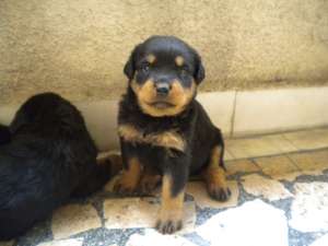 Pui Rottweiler rasa pura