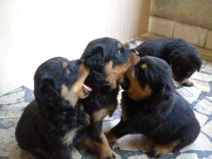 Pui Rottweiler rasa pura