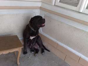 Vand cane corso femela