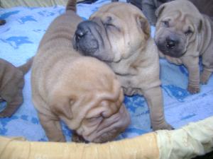vand pui sharpei din 1 septmbrie
