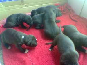 pui amstaff de vanzare